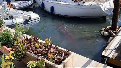 Balenottera rimane prigioniera tra le barche nel porto di Talamone, ? emergenza