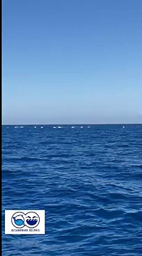 Video Il gioco di un branco di 200 delfini al largo di Ischia