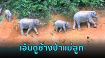 เอ็นดู แม่ช้างป่าทำทางให้ลูกช้างเดินตาม ที่ริมเขื่อนรัชชประภา