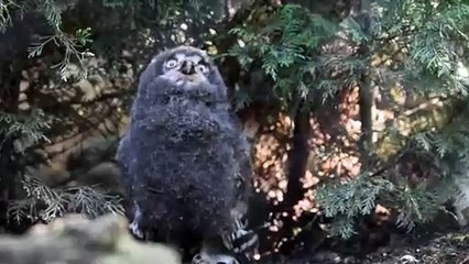 Alle Cornelle nati di rari gufetti delle nevi