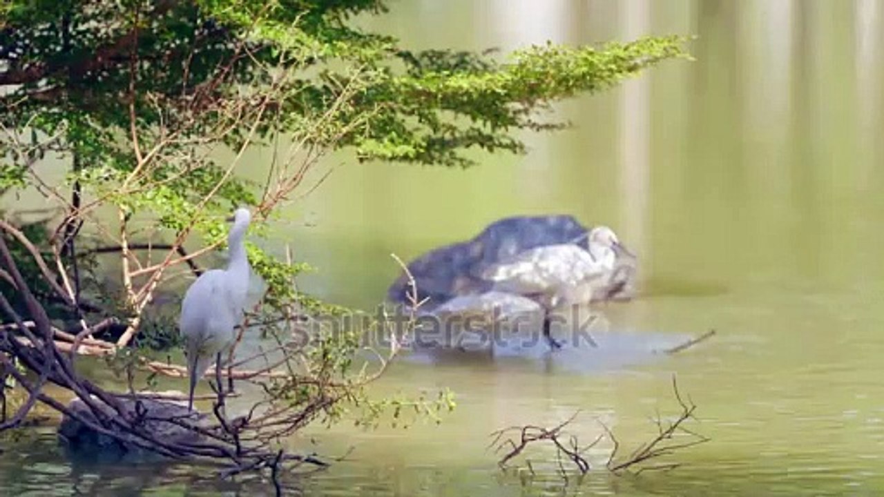 birds walid life enjoy