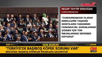 Erdoğan'dan başıboş köpek düzenlemesi açıklaması: Kimse bize merhamet dersi vermesin