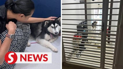 DVS completes investigation into husky abuse case