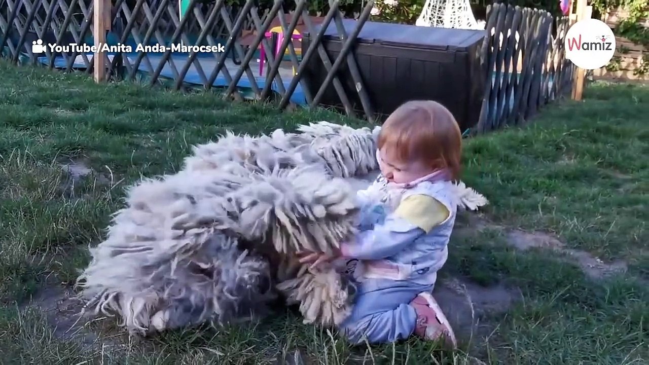 Kleinkind spielt mit einem Komondor: Was der Hund macht, haut alle um!