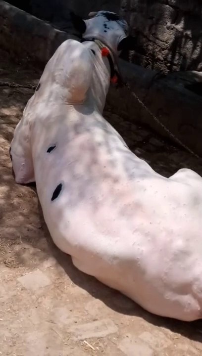 Qurbani 2k24 havey bull mashallah