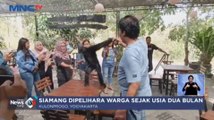 Setelah Dipelihara Selama 5 Tahun, Rio Diserahkan ke BKSDA