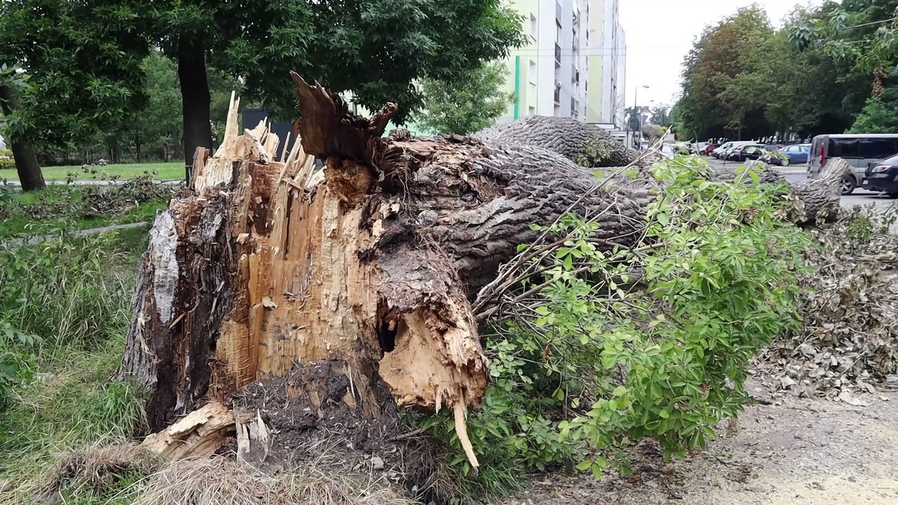 Zawalone drzewo na ulicy Jesionowej