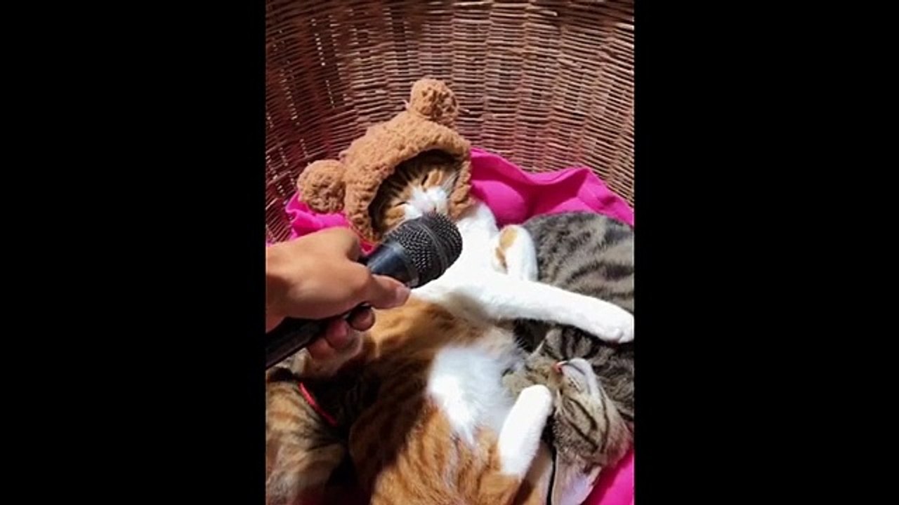 Funny animals video