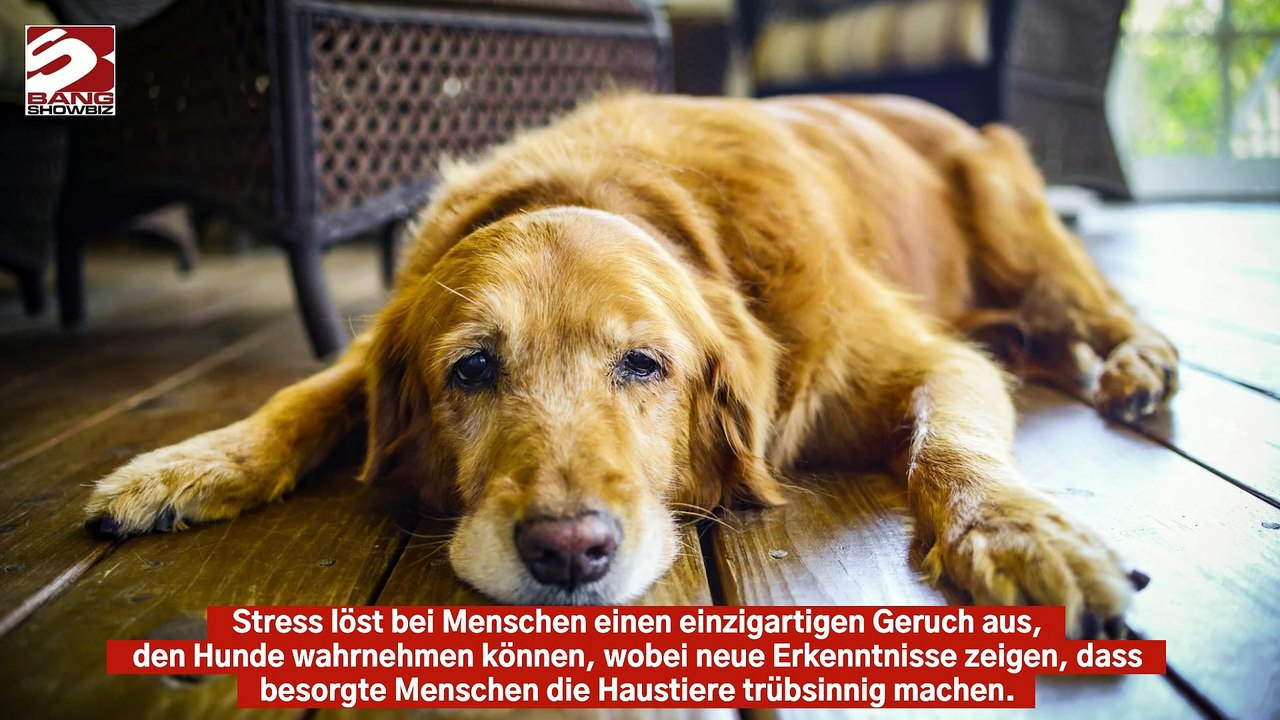 Das Schnüffeln an gestressten Menschen macht Hunde trübsinnig