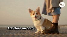 10 Cose da Sapere Prima di Adottare un Corgi!