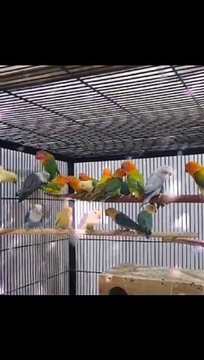 Birds 24.7.24