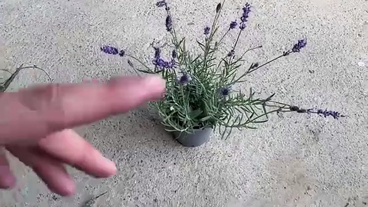 La lavanda: come coltivarla e prendersene cura