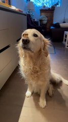 Golden Retriever Does Double Shots Trick With Her Treats