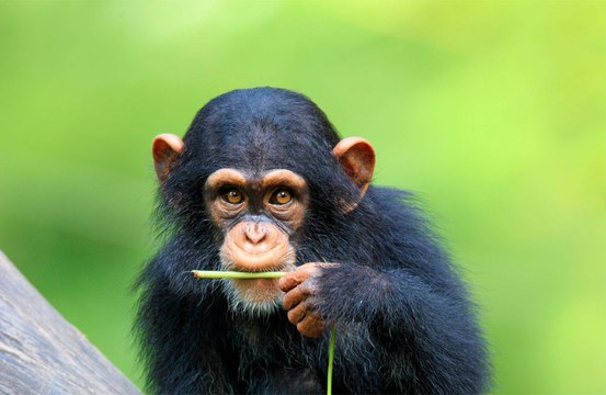 Chimps use gestures for quick-fire communication