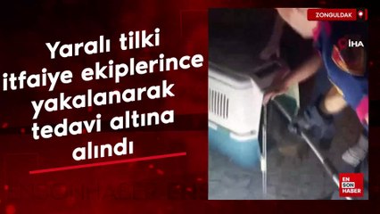 Zonguldak'ta yaralı tilki itfaiye ekiplerince yakalanarak tedavi altına alındı