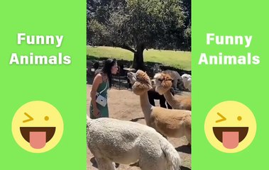 Adorable Pets Doing Ridiculously Funny Things