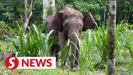 Lush greenery for the small but mighty