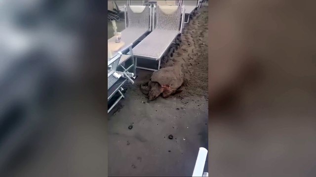 Le spiagge dei torinesi in Liguria «invase» dalle tartarughe. Ad Alassio «Queen Elizabeth» deposita oltre cento uova