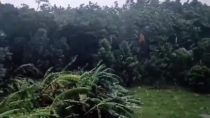 台风格美袭台｜花莲香蕉树被吹歪路灯灭 楼顶砸车出人命