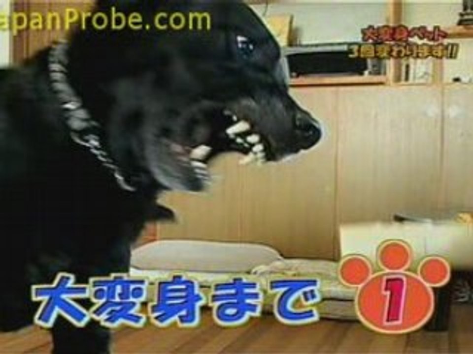 Dog Attacks Vacuum Cleaner