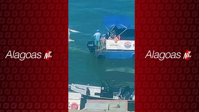 Filhote de baleia é encontrado morto e encalhado em Porto de Maceió