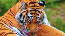 AMAZING ANIMALS COLLECTION 8K ULTR  HD