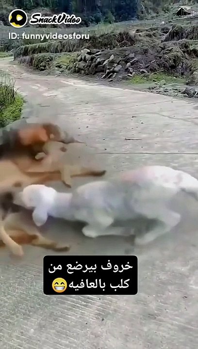 Funny video