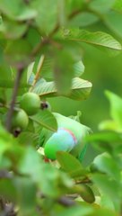 Green Parrots Eating Something in a tree