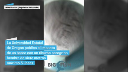 El impacto inédito de un barco con un tiburón peregrino