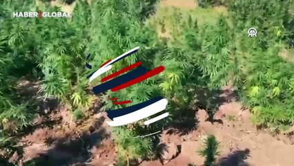 Bingöl'de 40 bin 660 kök Hint keneviri ele geçirildi