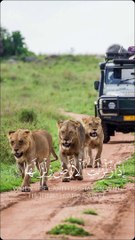 Beautiful recitation suratul zalzalah