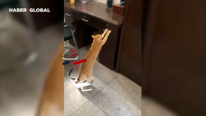 Çekmeceye saklandı, dolaptan çıktı! Kendi kendine illüzyon yapan kedi beğeni topladı