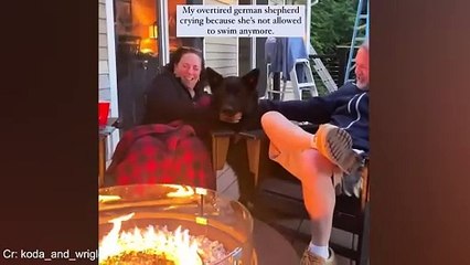 German Shepard funny video