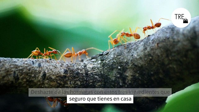 Deshazte de las hormigas con estos tres ingredientes que seguro que tienes en casa