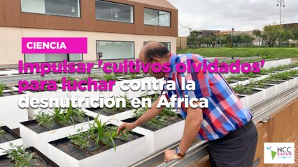 Impulsar 'cultivos olvidados' para luchar contra la desnutrición en África