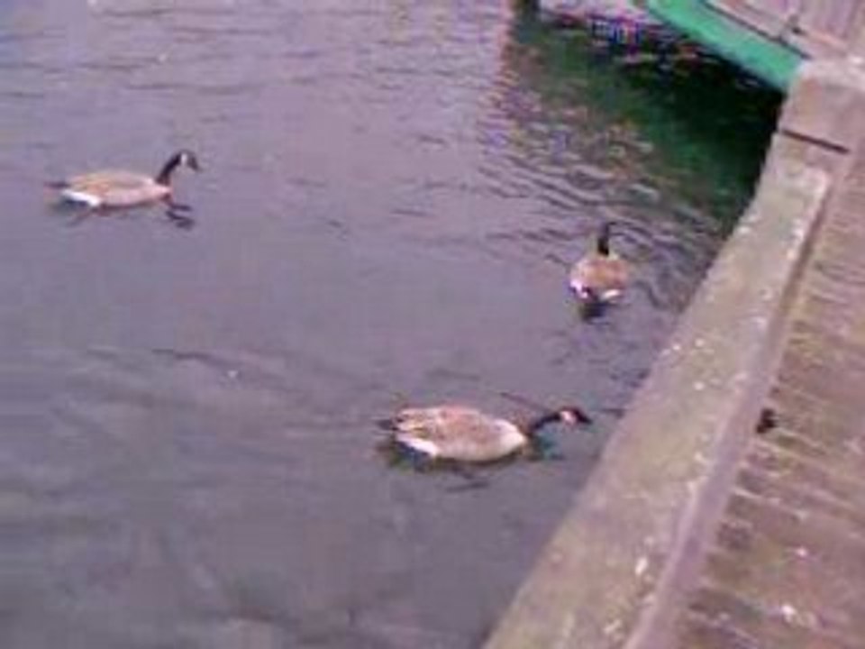 Video canard