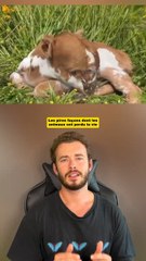 Les pires façons dont les animaux ont perdu la vie