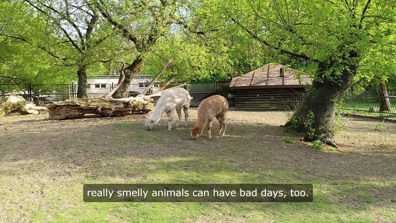 Petting Zoos: Can We Finally Stop Calling Them Fun?