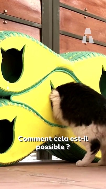 Ces Pneus Servent à la Construction de Maisons pour Chats Abandonnés ! 