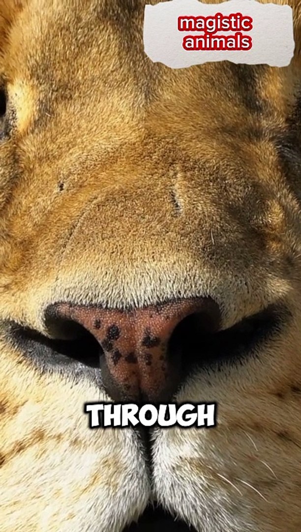 Wildlife animals top 10 magistic animals