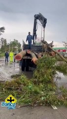 Un árbol cayó y bloqueó la lateral de Periférico al cruce con Galeana, en dirección a López Mateos