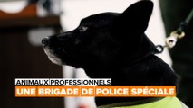 La formation difficile d'une brigade canine
