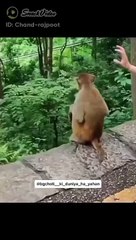 5255287924081122134_play.mp4_logo_PK