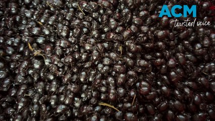 Beetle Mania: Canberra’s dung beetle farming revolution