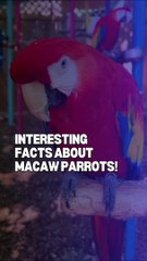 interesting facts about Macaw Parrot