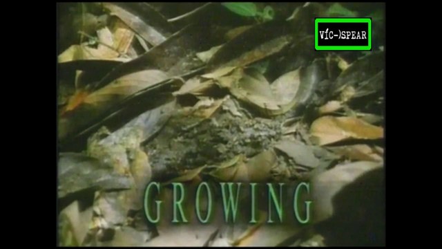 La vida privada de las Plantas: Creciendo - Documental (1995) Español Latino *Episodio 2