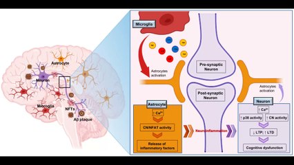 Neural Vulnerabilities and Resilience in Alzheimer’s Explored