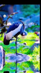 Quran tilawat allahoo akbar