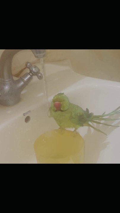 24 years old parrot