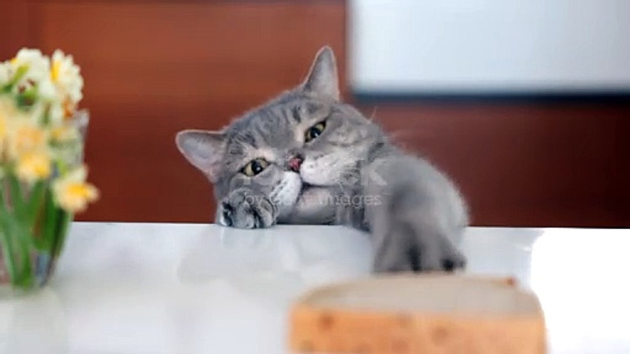 Funny cat